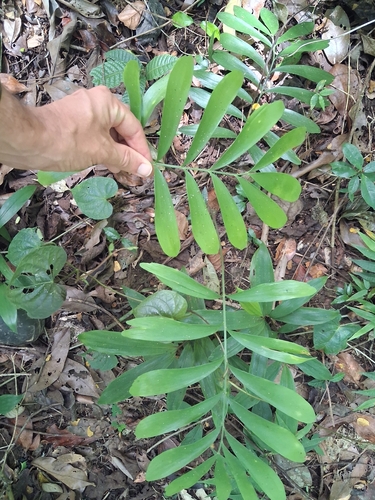 Zamia erosa, photograph 1