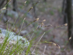 Carex lucorum