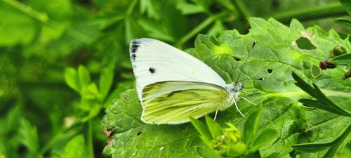 Green-veined White