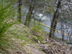 Carex lucorum