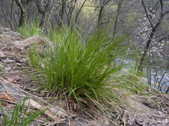 Carex lucorum
