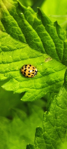 Asian Lady Beetle