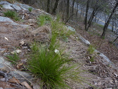 Carex lucorum