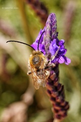 Eucera nigrescens