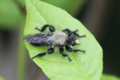 Laphria flavicollis