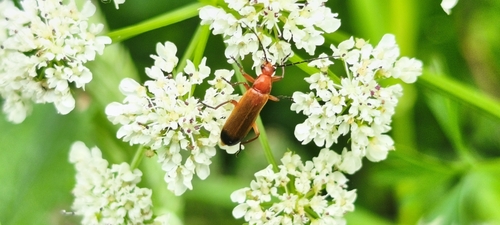 Common Red Soldier Beetle