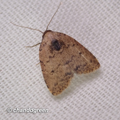 Anachrostis