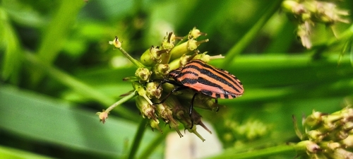 Continental Striped Shield Bug