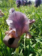 Iris atrofusca