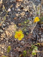 Leptosiphon chrysanthus