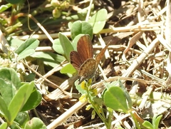 Brephidium pseudofea