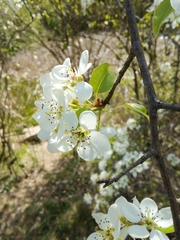Pyrus communis pyraster