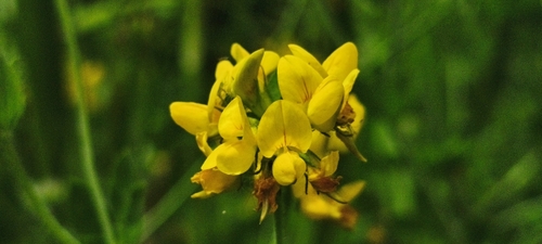 greater bird's-foot-trefoil