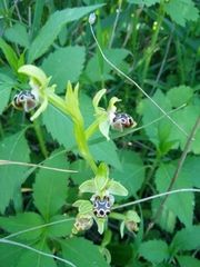 Ophrys umbilicata