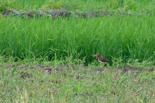 iNaturalist image
