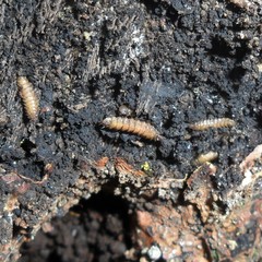 Stratiomyomorpha