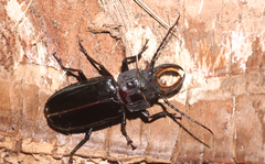 Mallodon chevrolatii