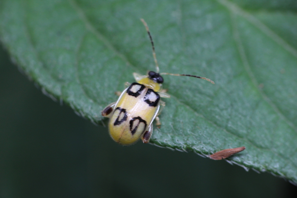 Walterianella biarcuata