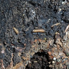 Stratiomyomorpha