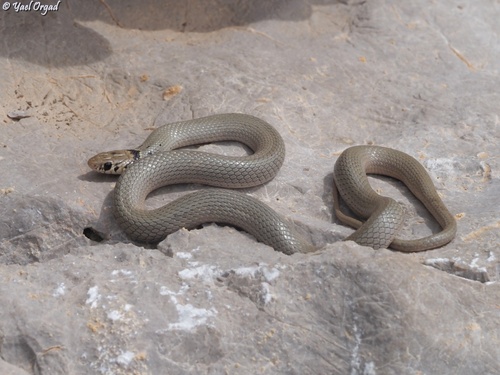 Levantine Dwarf Snake