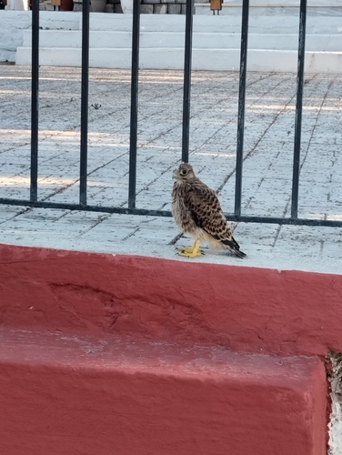 Eurasian Kestrel