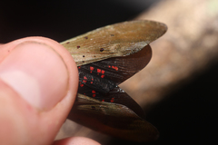 Copidocephala guttata