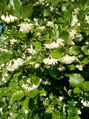 Styrax officinalis