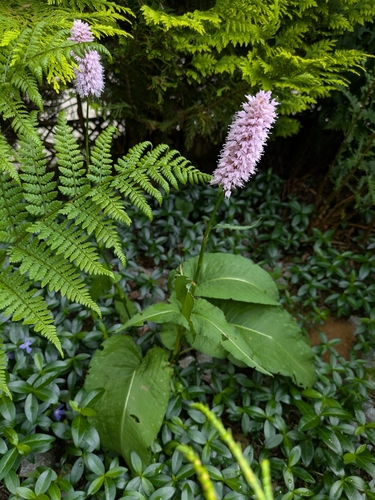 common bistort