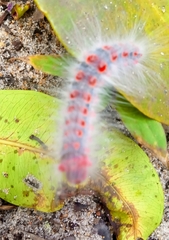 Lepidoptera