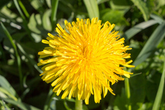 Taraxacum officinale
