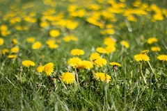 Taraxacum officinale