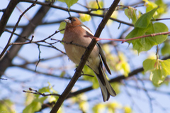 Fringilla coelebs