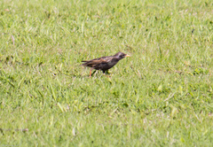 Sturnus vulgaris
