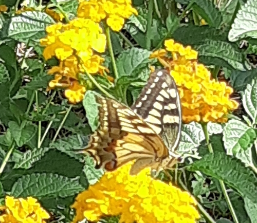 Old World Swallowtail