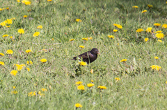 Sturnus vulgaris