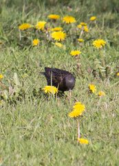 Sturnus vulgaris