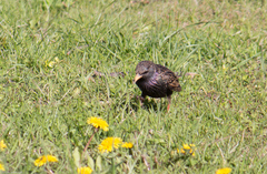 Sturnus vulgaris