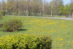 Taraxacum officinale