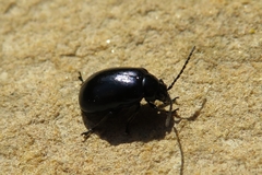 Agelastica alni