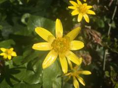 Ficaria verna