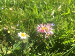Bellis perennis