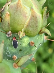 Hesperolabops gelastops