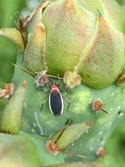 Hesperolabops gelastops