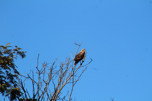 Savanna Hawk