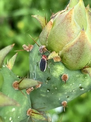 Hesperolabops gelastops