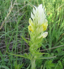 Melampyrum argyrocomum