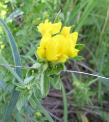 Chamaecytisus austriacus