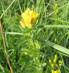 Chamaecytisus austriacus