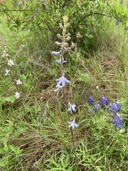 Delphinium carolinianum virescens