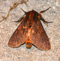 Metarctia rubripuncta